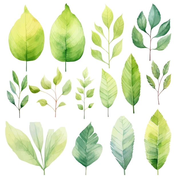 Vecteur ensemble d'aquarelle vectorielle de feuilles vertes vectorielles