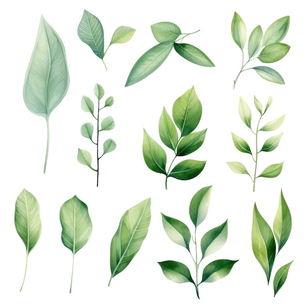 Ensemble d'aquarelle vectorielle de feuilles vertes vectorielles