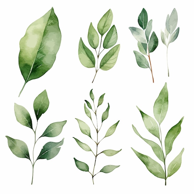 Ensemble d'aquarelle vectorielle de feuilles vertes vectorielles