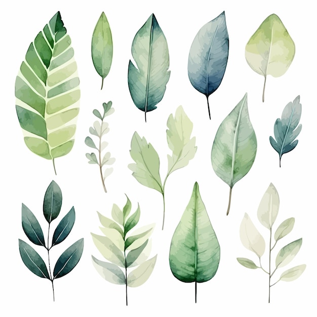 Ensemble D'aquarelle Vectorielle De Feuilles Vertes Vectorielles