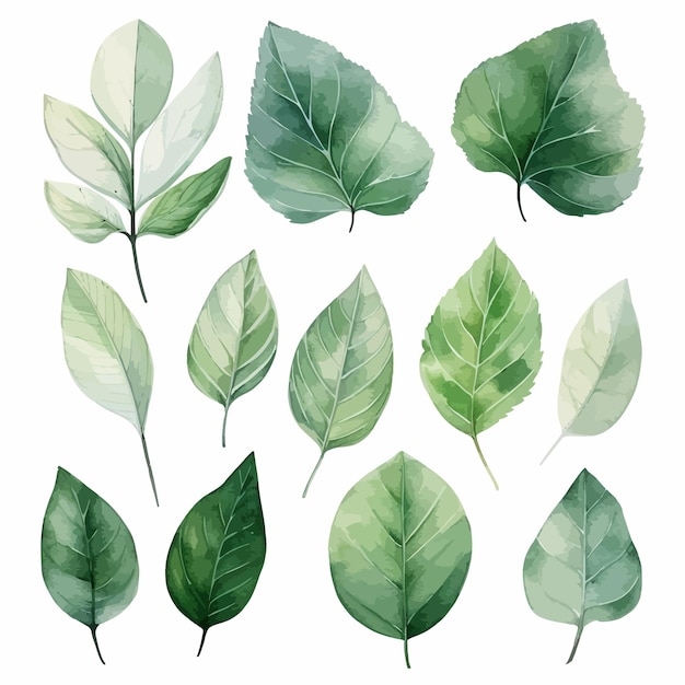 Ensemble d'aquarelle vectorielle de feuilles vertes vectorielles