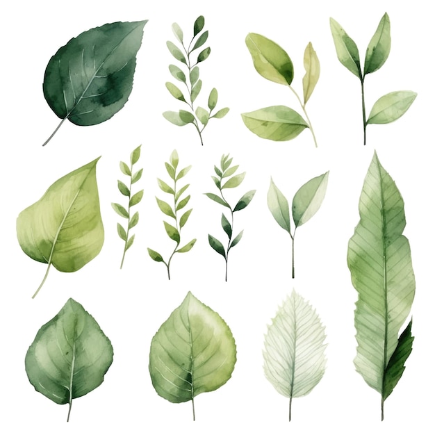 Ensemble d'aquarelle vectorielle de feuilles vertes vectorielles