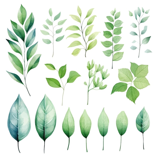 Vecteur ensemble d'aquarelle vectorielle de feuilles vertes vectorielles
