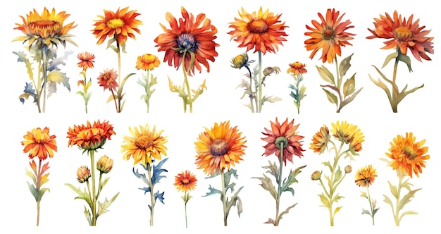 Ensemble D'aquarelles D'éléments De Fleurs De Gaillarde