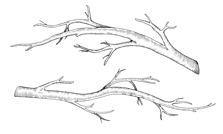 Vecteur ensemble d'arbres de branches illustration vectorielle d'une feuille sèche sans brindille art graphique à clip-art dessiné à la main de nu sur un fond isolé dessin linéaire d'une branche d'écorce dessin de contour d'un bâton art de ligne de contour noir