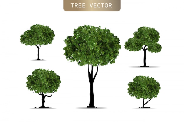 Vecteur ensemble d'arbres réalistes sur fond blanc.