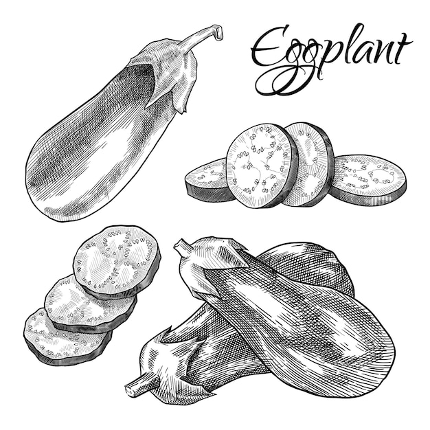 Ensemble D'aubergines En Tranches Et Entières Illustration Vectorielle Dessinés à La Main Isolé Sur Fond Blanc