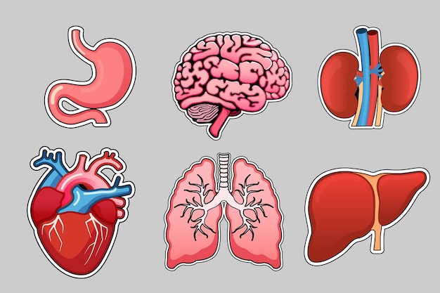 Vecteur un ensemble d'autocollants organes internes humains illustration vectorielle de l'estomac cerveau poumons cœur foie et reins