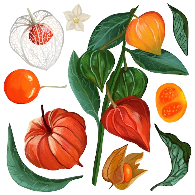 Ensemble de baies de Physalis feuilles branche fruits coupe de fruits Illustration réaliste