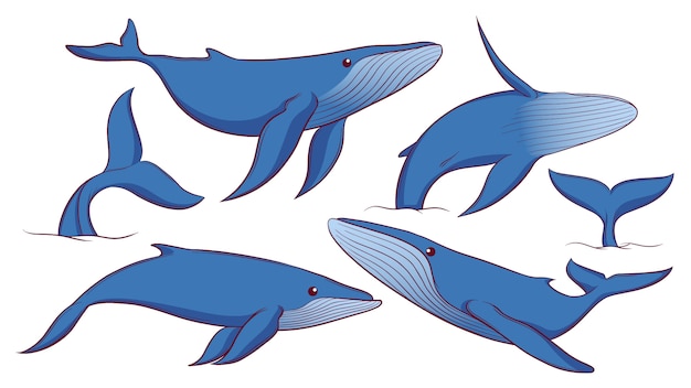 Ensemble De Baleine Bleue Dessinés à La Main