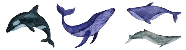 Ensemble De Baleines Aquarelles D'épaulard Bleu Et De Baleine Grise