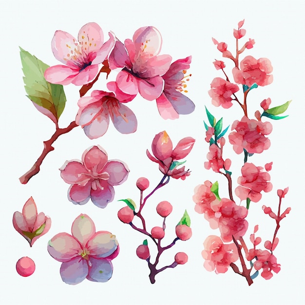 Vecteur ensemble de belles fleurs aquarelles collection de fleurs de cerisier rose