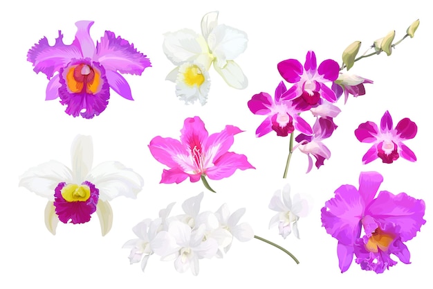 Ensemble de belles fleurs d'orchidées