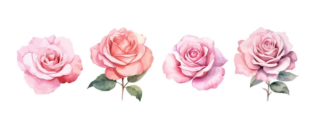 Ensemble De Belles Fleurs Roses Roses Aquarelle Isolé Sur Fond Blanc Illustration Vectorielle