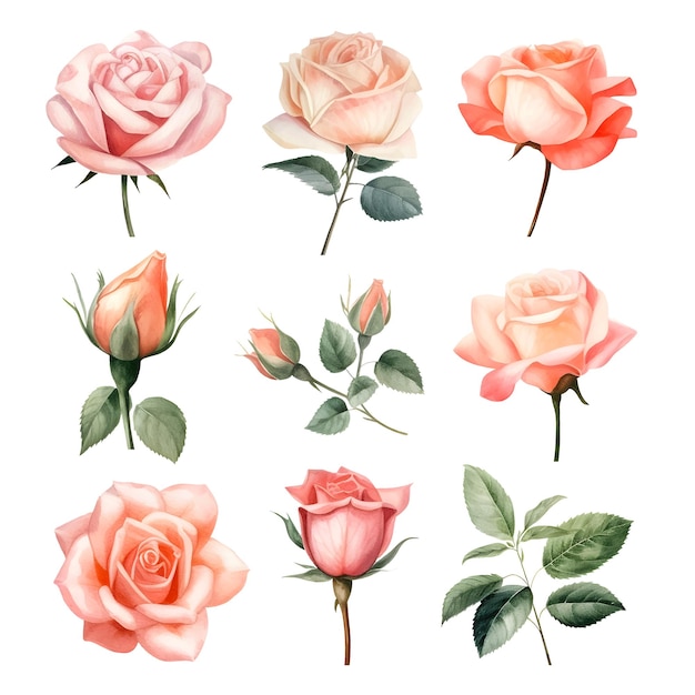 Ensemble De Belles Roses Aquarelles