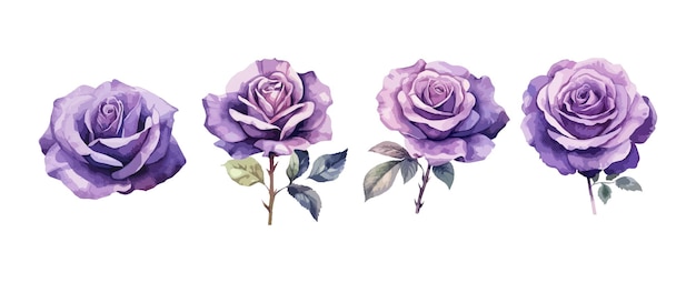 Vecteur ensemble de belles roses violettes aquarelle isolé sur fond blanc illustration vectorielle