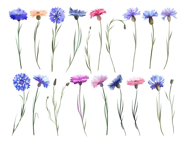 Ensemble de bleuets violets et roses clipart de fleurs sauvages