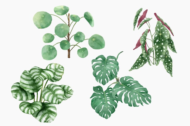 Ensemble botanique de feuilles tropicales vectorielles