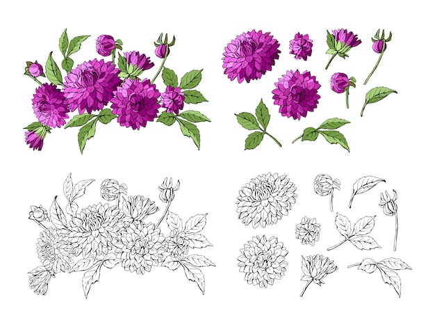 Ensemble de bouquet de dahlia violet