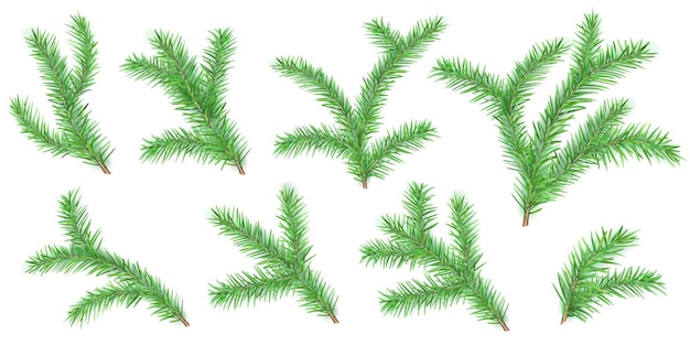 Ensemble de branches d'arbres de Noël avec des ombres sur les blancs