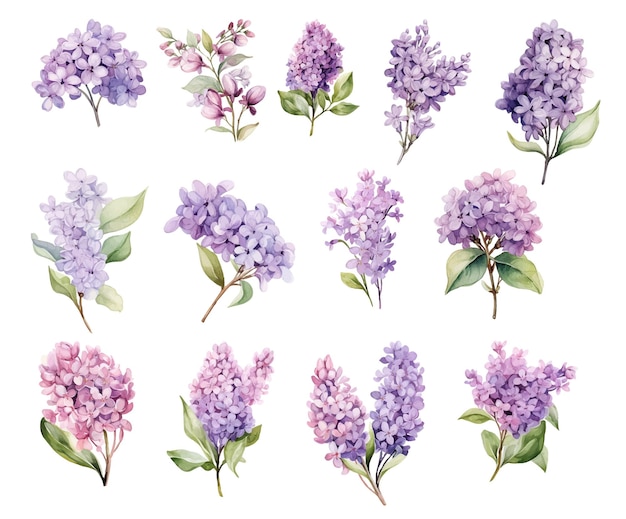 Ensemble De Branches Et De Fleurs Lilas Style Aquarelle Isolé Sur Fond Blanc