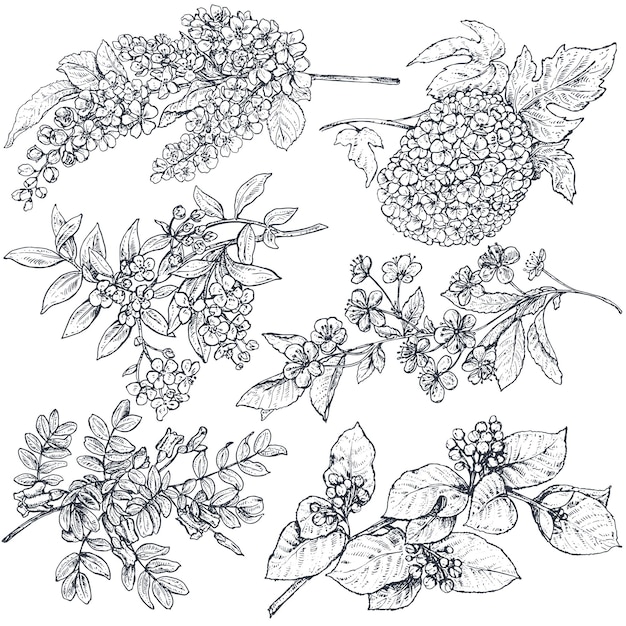 Ensemble De Branches De Printemps De Croquis D'encre Dessinés à La Main Plantes Avec Des Feuilles Et Des Fleurs