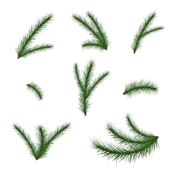 Vecteur ensemble de branches de sapin arbre de noël pin hiver