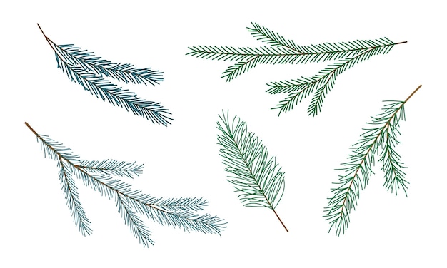 Vecteur ensemble de branches de sapin vert isolées sur des branches d'arbres conifères blancs pour le design une plante à feuilles persistantes dessinée à la main noël, nouvelle année, vacances concept d'élément de design