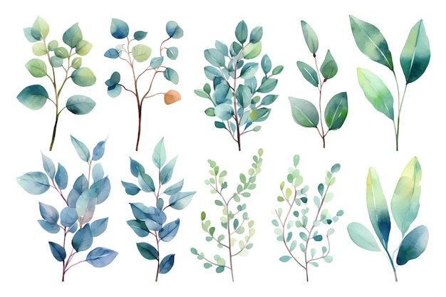 Ensemble de branches de vecteur aquarelle beauté d'eucalyptus