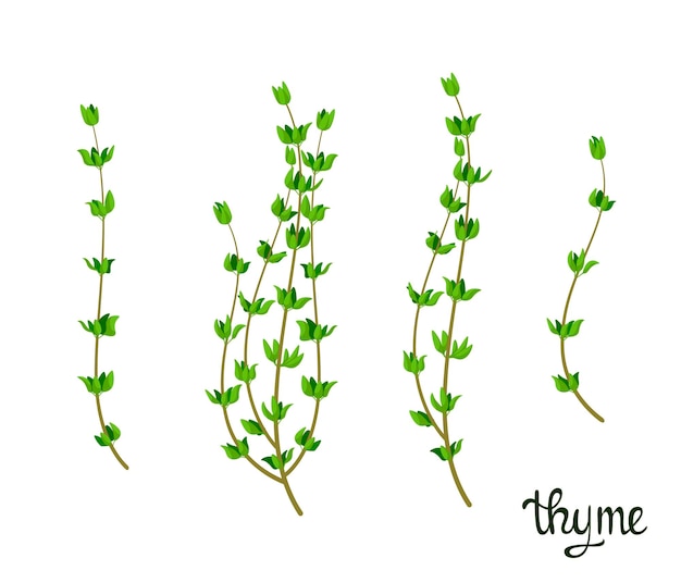 Un ensemble de brins de thym sur un fond blanc Herbes