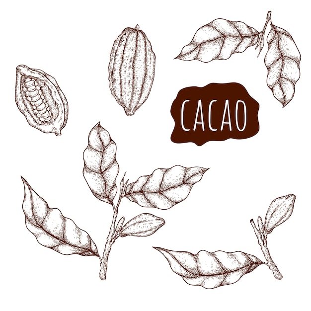 Ensemble De Cacao Dessiné à La Main