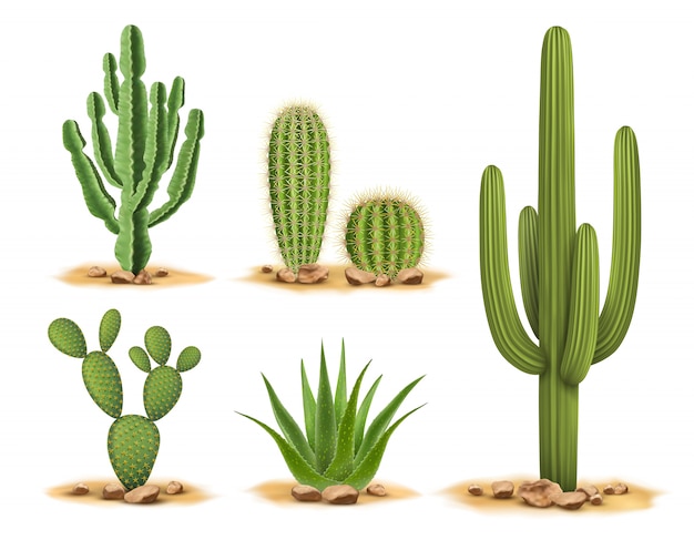 Vecteur ensemble de cactus