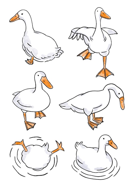 Vecteur ensemble de canard de tirage à la main canard blanc