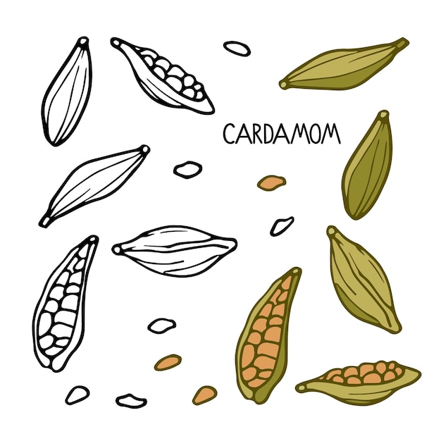 Vecteur ensemble de cardamome. épices vectorielles dessinées à la main. doodle outline illustration pour magasin d'épices, menu