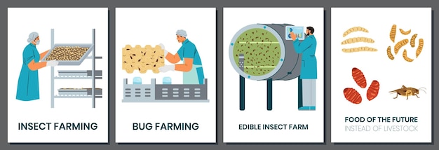 Vecteur ensemble de cartes vectorielles d'élevage d'insectes insectes comme nourriture alternative pour la planète