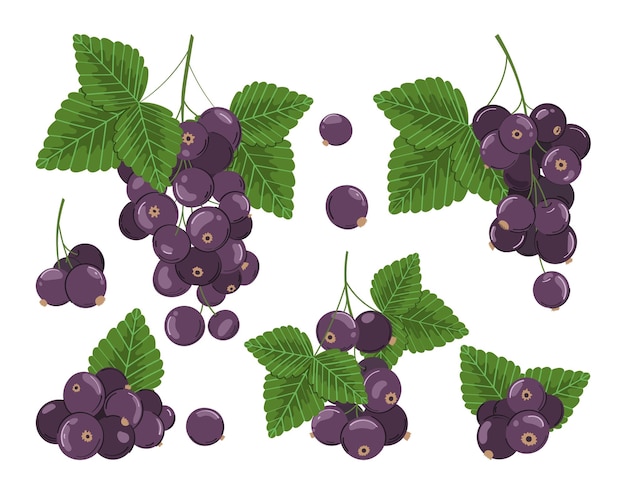 Ensemble de cassis Dessin vectoriel Fruits d'été Nourriture végétarienne dessinée à la main