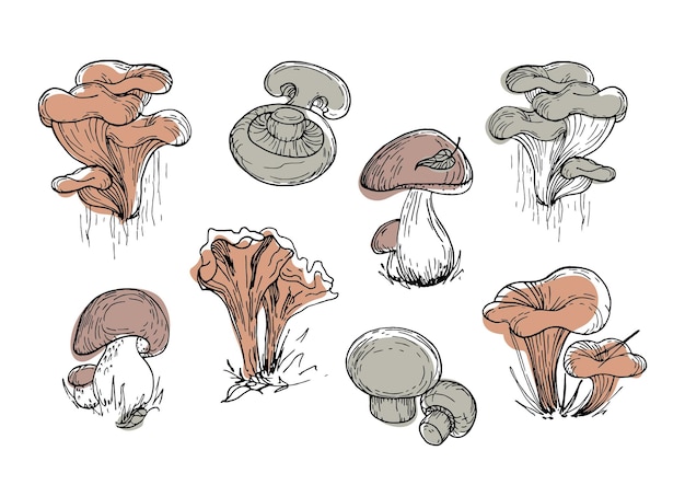 Ensemble De Champignons Comestibles Illustration Botanique Vintage Objets Graphiques Tons De Terre Naturels à La Mode Rassemblement Dans La Forêt D'automne Pour Le Menu Livre Café Conception D'aliments Sains Journée Nationale Des Champignons