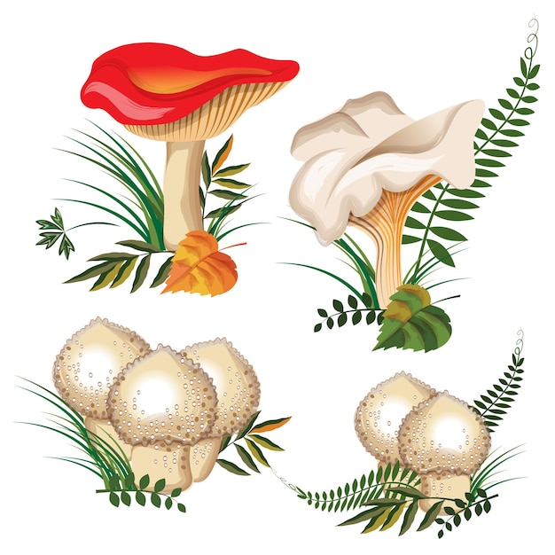 Vecteur ensemble de champignons forestiers 3