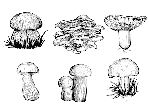 Un Ensemble De Champignons Forestiers Comestibles. Illustration Vectorielle