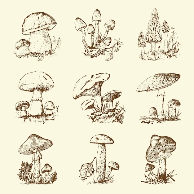 Ensemble de champignons gravé à la main. nourriture végétarienne biologique vintage. champignon, girolles, champignon de miel, agaric à la mouche, amanite, stinkhorn commun, penny bun, tige scaber à capuchon rouge pour le menu, emballage