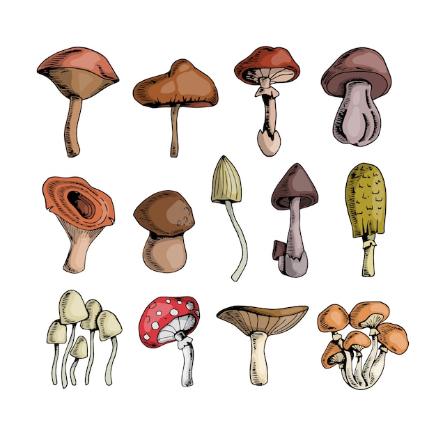 Ensemble De Champignons