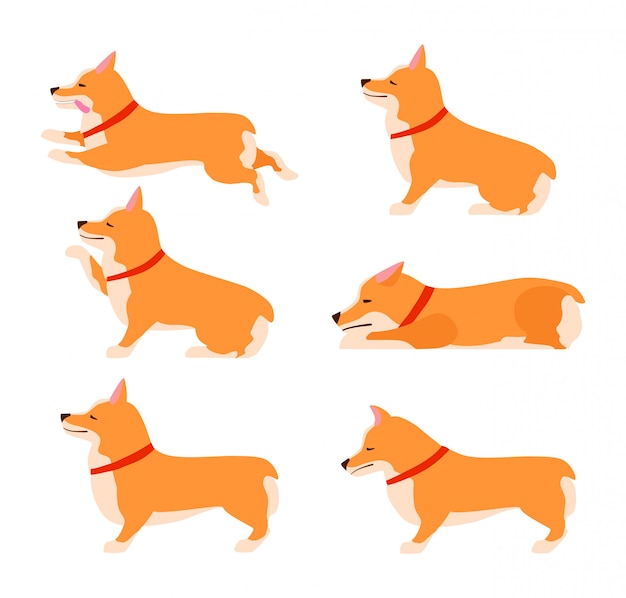 Ensemble De Chien Poses Et émotions. Ensemble De Corgi Gallois. Enseigner Chien. Restez, Attendez, Asseyez-vous