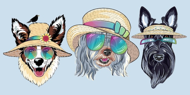 Ensemble de chiens de mode vectoriels en chapeau de paille Chien hipster Pembroke Welsh corgi Scottish Terrier et Lowchen ou Little Lion Dog