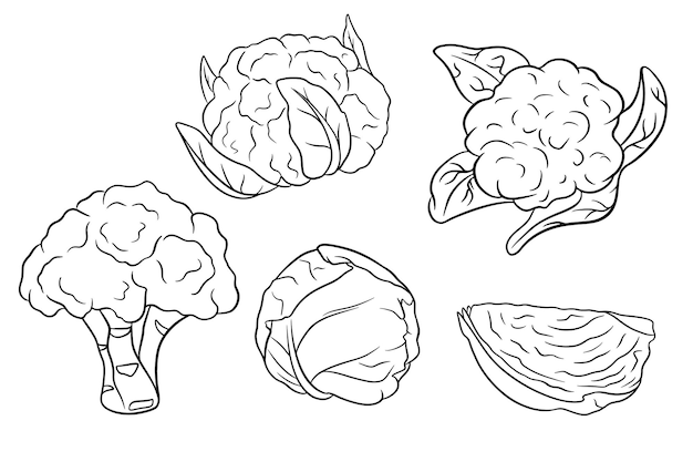 Ensemble De Chou Chou-fleur Brocoli Chou Frais Dans Le Style De Ligne Illustration Vectorielle Pour La Conception Et La Décoration