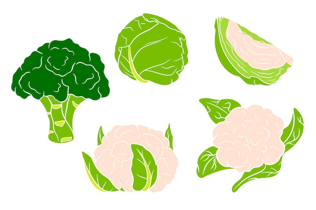 Vecteur ensemble de chou. chou frais, brocoli, chou-fleur. dans un style cartoon. illustration vectorielle pour la conception et la décoration.