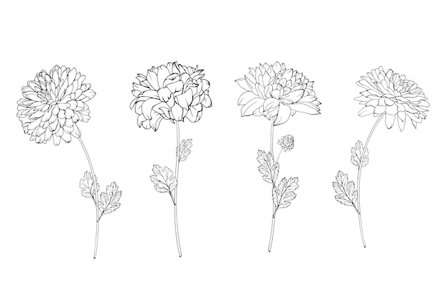 Ensemble De Chrysanthème De Fleurs De Contour Noir Dessiné à La Main Sur La Tige Et Les Feuilles.