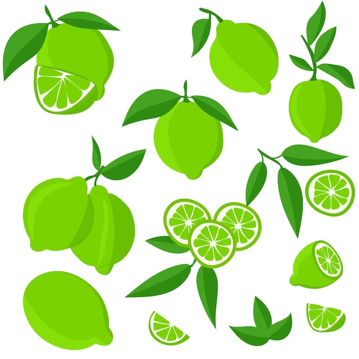 Vecteur ensemble avec des citrons verts couper les agrumes en tranches tranches cercles citrons verts frais mûrs sur une branche d'arbre