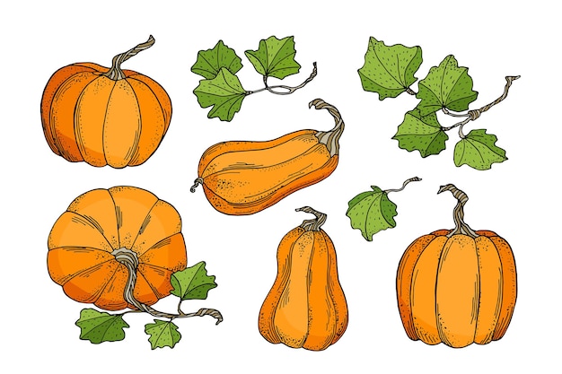 Ensemble de citrouilles d'automne. Courges oranges avec des feuilles