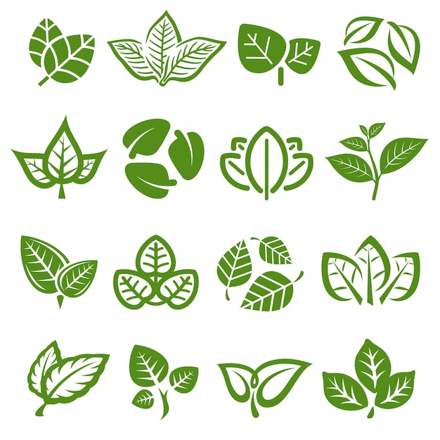 Ensemble de collection de feuilles de thé vert Collection icône de feuille de thé vert Vector