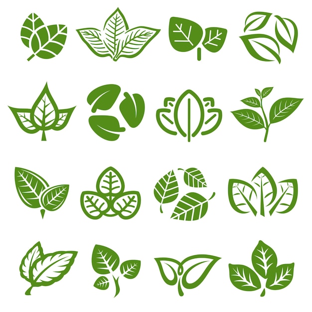 Ensemble De Collection De Feuilles De Thé Vert Collection Icône De Feuille De Thé Vert Vector